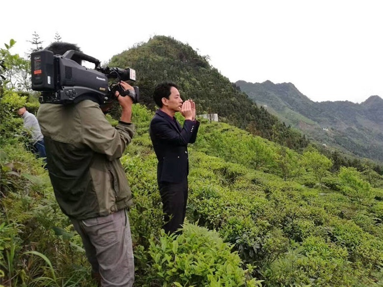 八桂凌云白毫茶