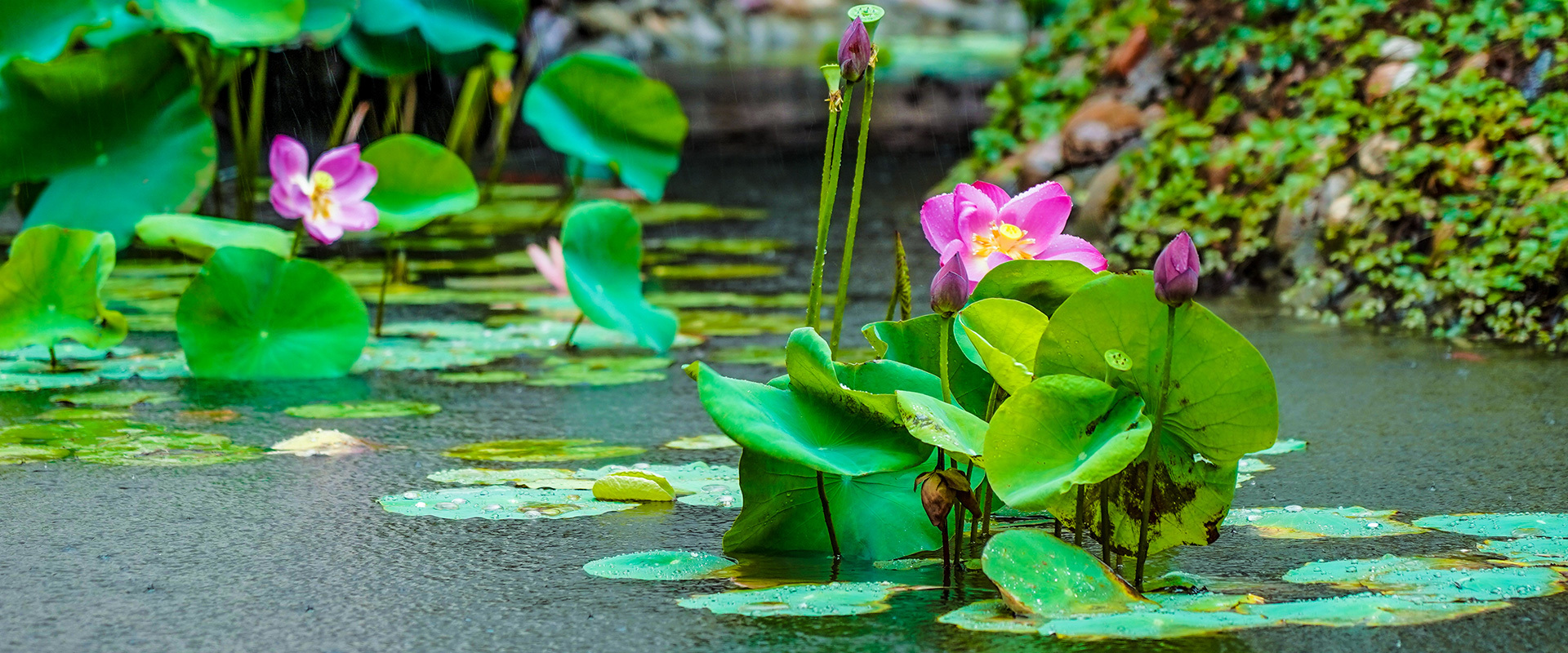 印象世泰湖