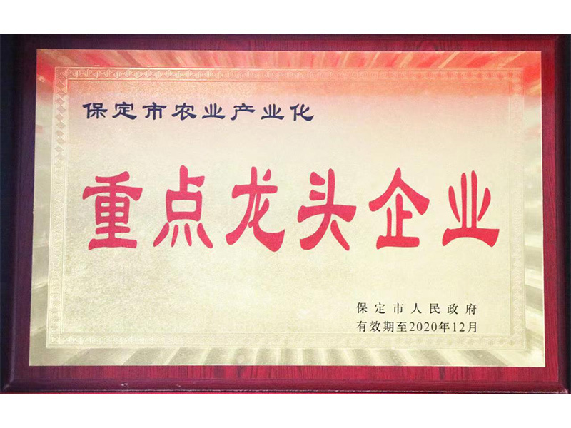 2020市龍頭企業(yè)