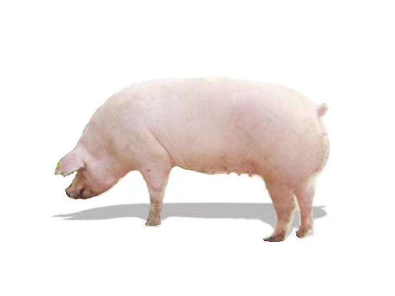 長(zhǎng)白母豬