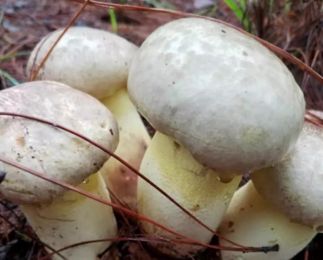 Drying process of white onion mushroom drying