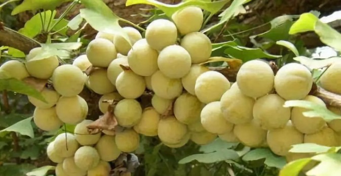 Drying process for white nuts