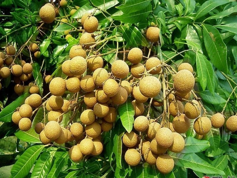 Application of closed desiccant heat pump dryer in longan and dried fruit drying industry