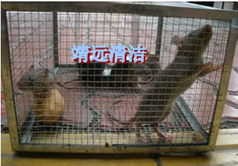 如何灭鼠