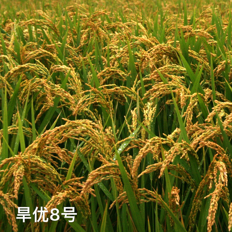 旱优8号