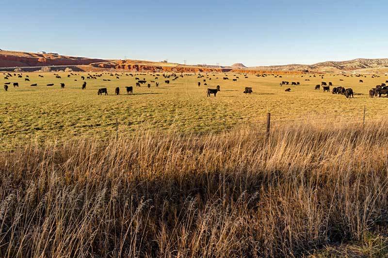 Pasture &Farming