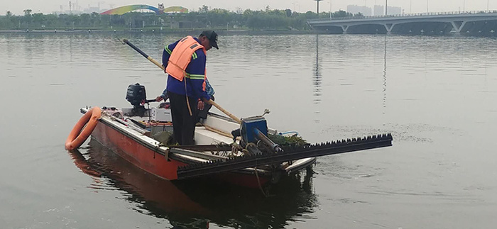 天鵝龍湖筑巢安家