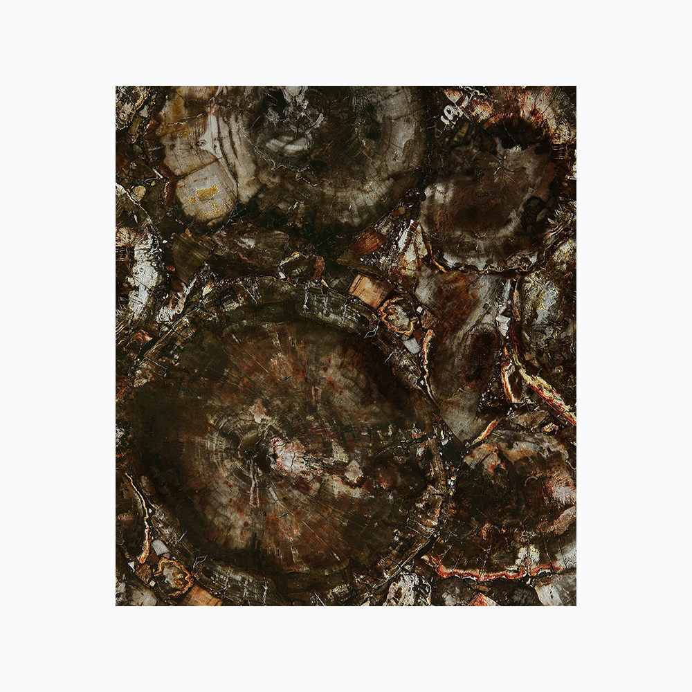 SX-A0007 Tree fossil