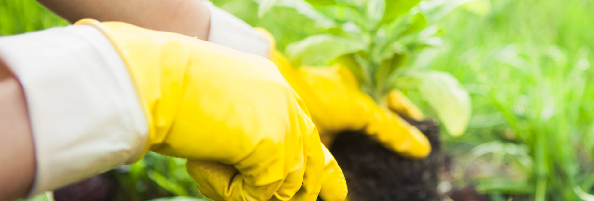 Key Features to Look for When Buying Disposable TPR Gloves: A Comprehensive Guide