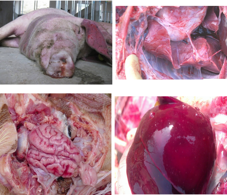 解剖了2头小猪与1头育肥猪,仔猪的主要病理变化:脑膜充血非常明显
