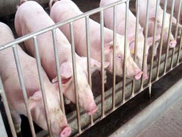 “禁抗令”下肉桂系列产品在动物饲料中的应用