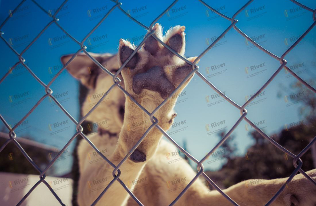 Security  Chain Link Fence