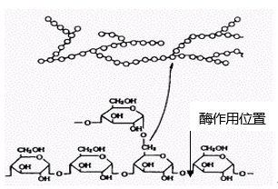 Starch sizing enzyme