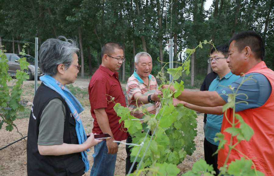 李華王華教授一行蒞臨奧德曼酒莊指導工作