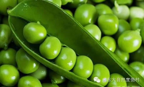 豌豆