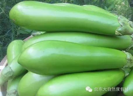 茄子