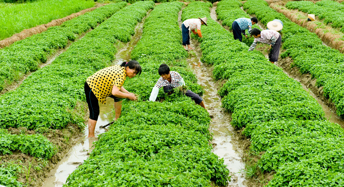 广西灵山：借“草”发力助农增收      来源：经济日报-中国经济网