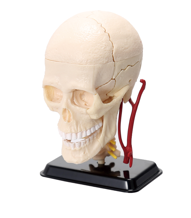 颅和头骨结构模型
