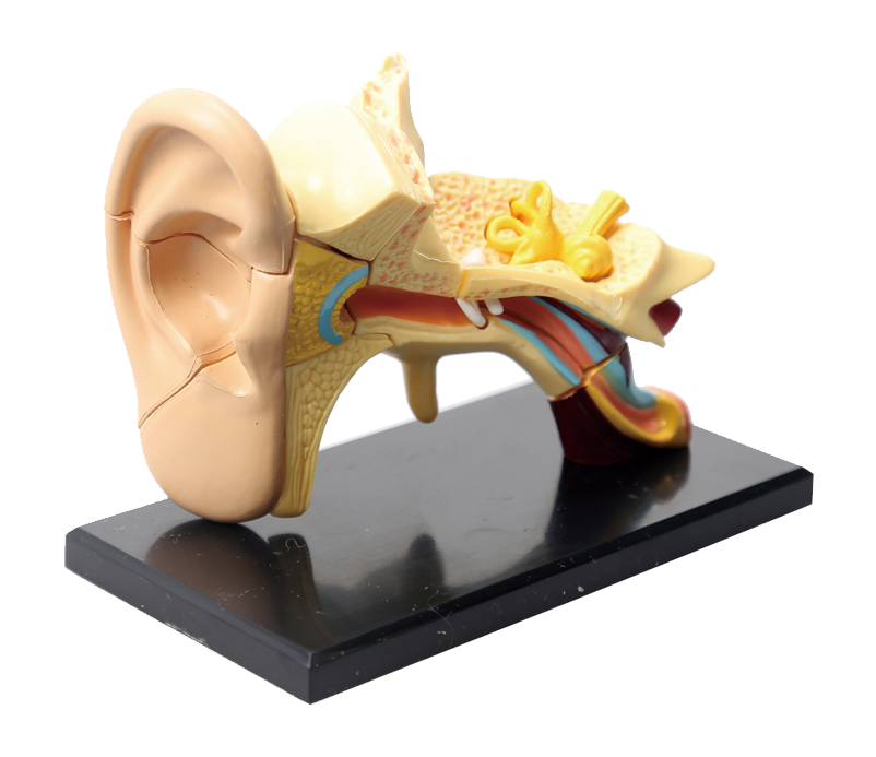 耳朵结构模型
