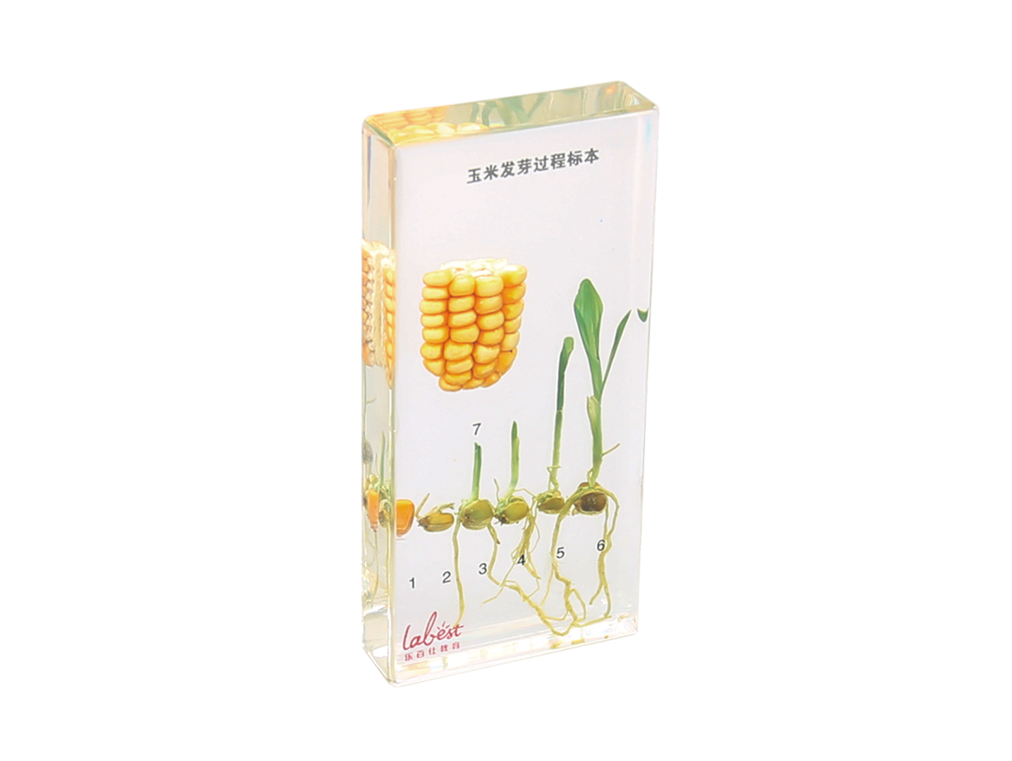 玉米發(fā)芽過程標(biāo)本