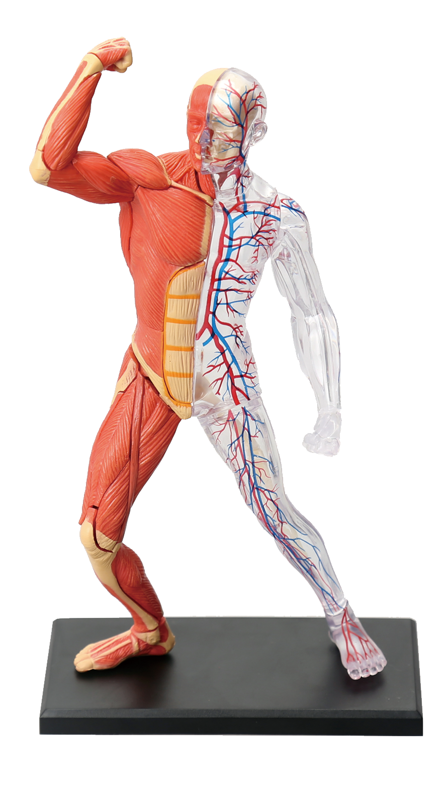 肌肉结构模型