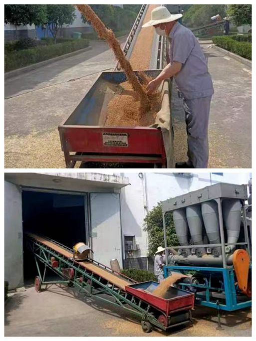 十堰糧油集團(tuán)夏糧輪換入庫工作全面啟動