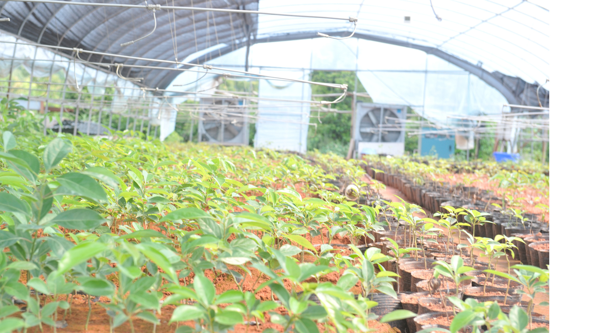 矮化密植油樟