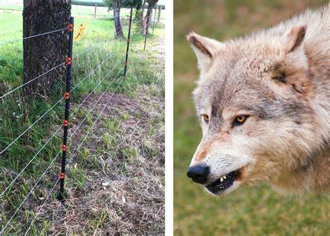 野生动物电围栏系统