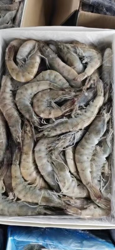 Indian South American white shrimp