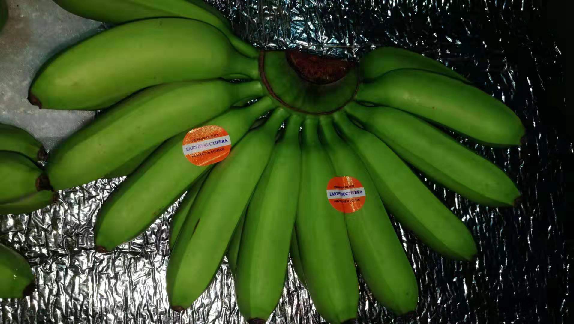 South American plantain