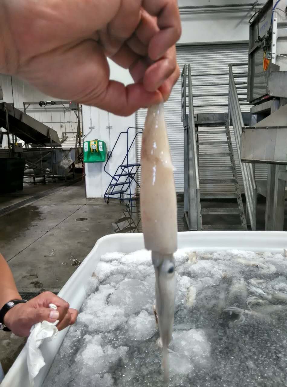 California squid