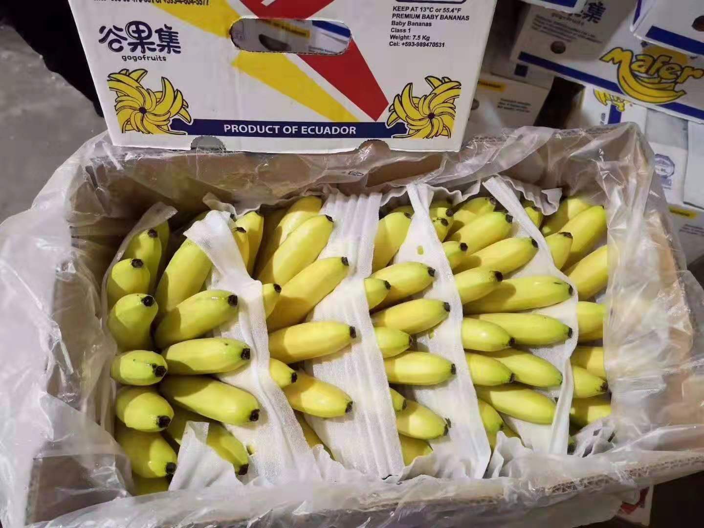 South American plantain