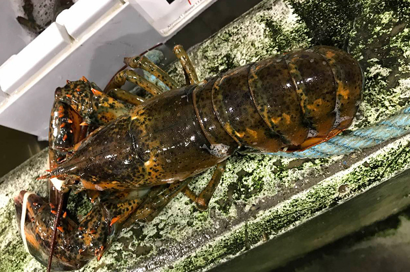 Boston lobster