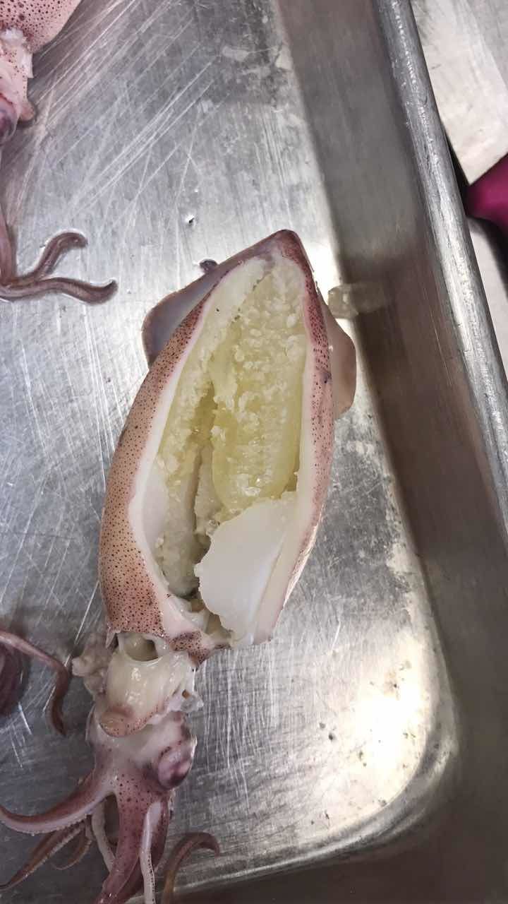 California squid