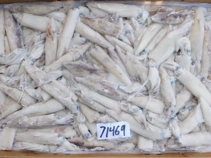 California squid