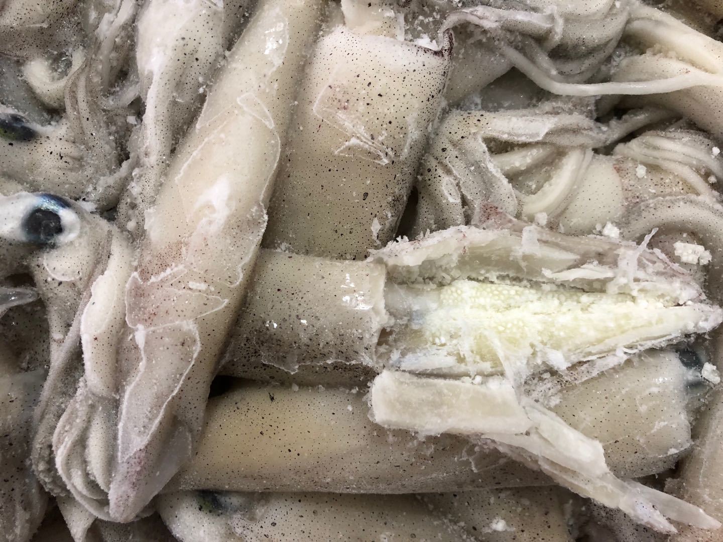 California squid