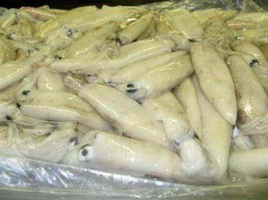 California squid