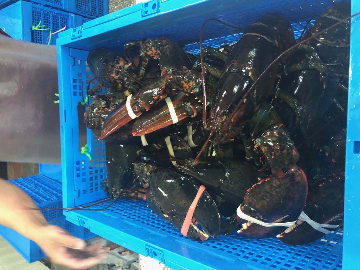Boston lobster