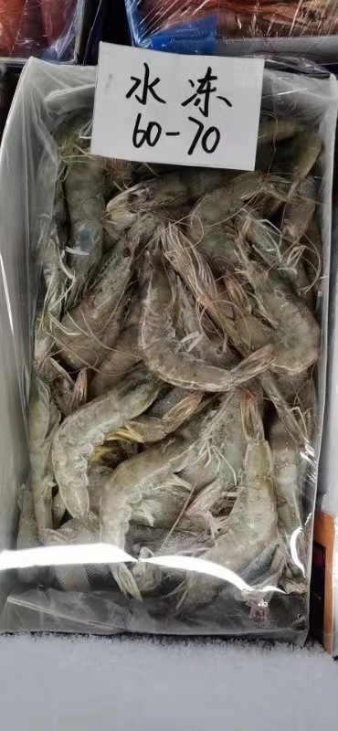 Indian South American white shrimp