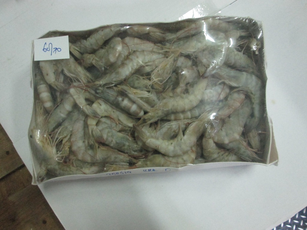 Ecuador South white shrimp