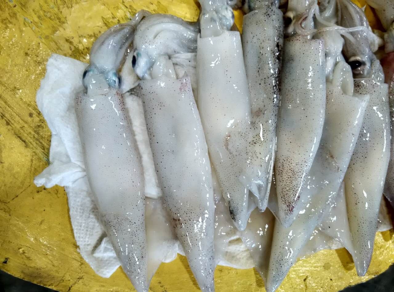 California squid