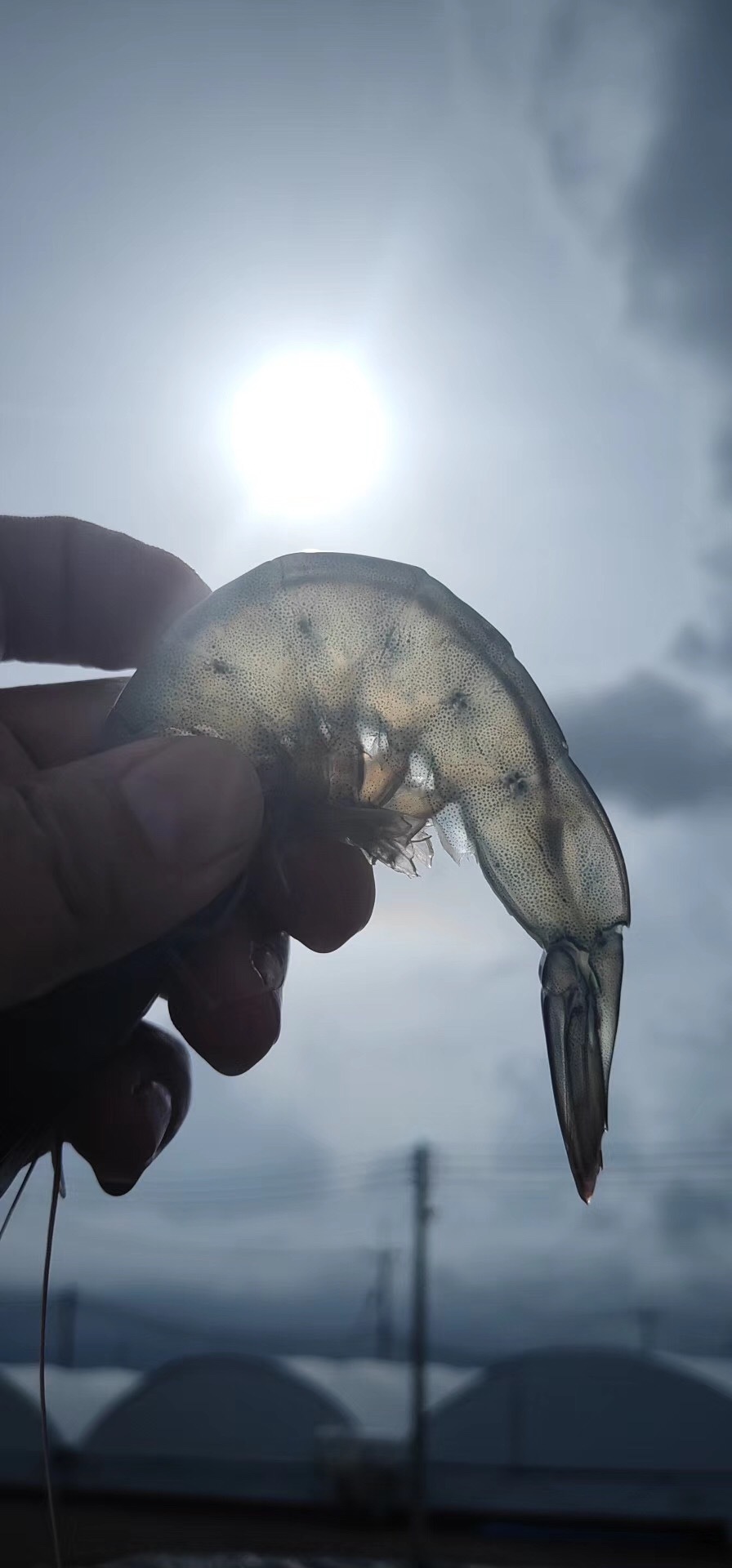 Ecuador South white shrimp