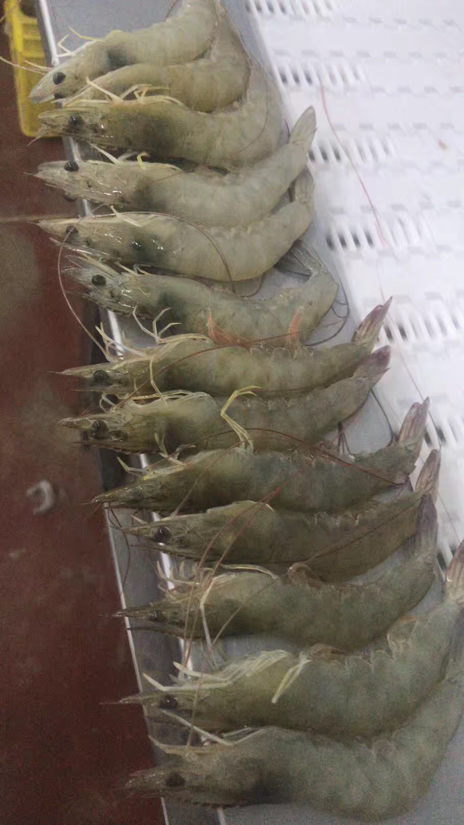 Ecuador South white shrimp