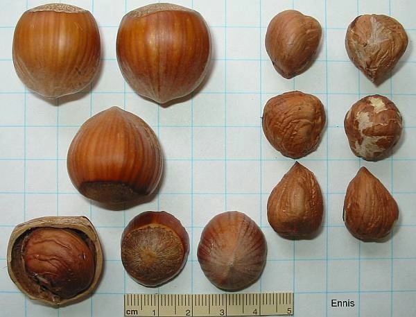 hazelnut