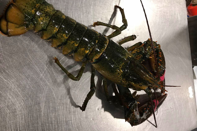 Boston lobster