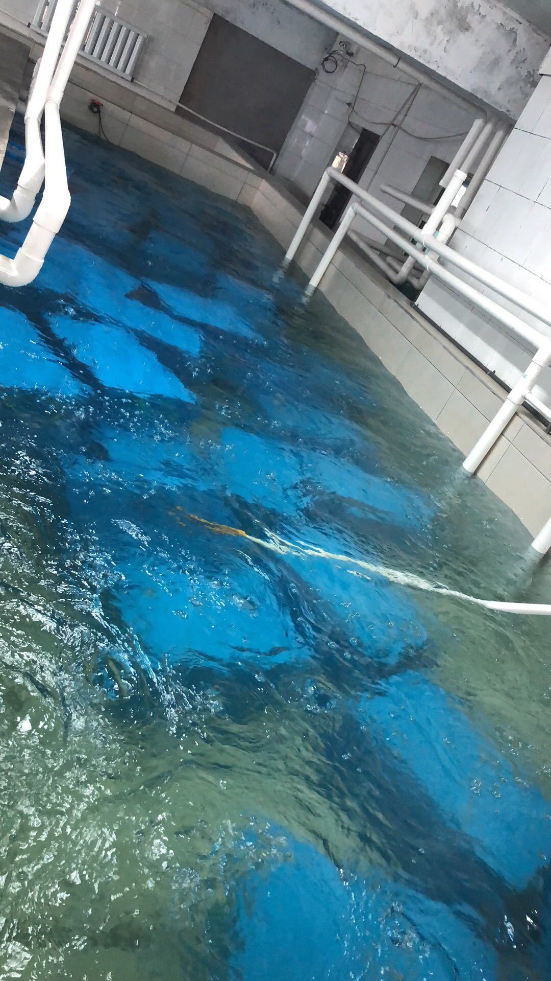 波士顿龙虾