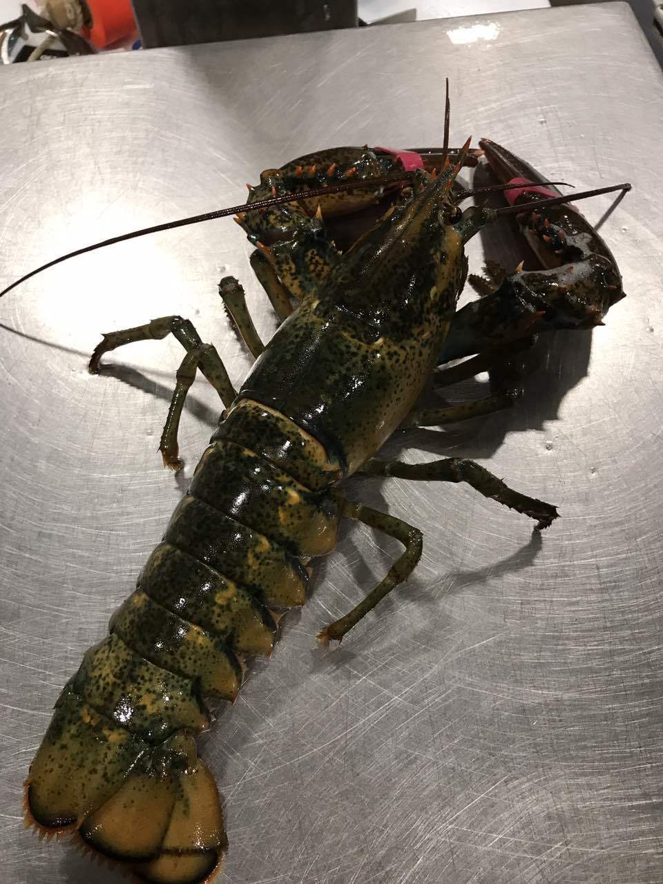 波士顿龙虾