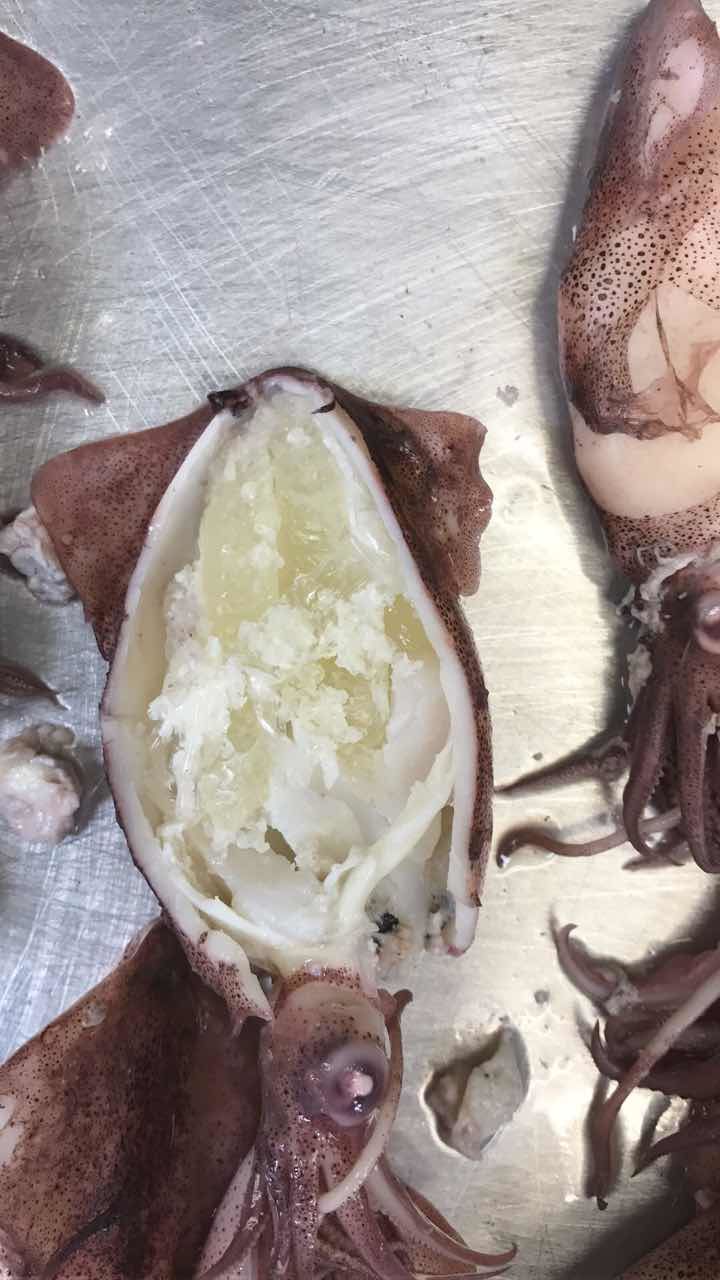 美国加州小鱿鱼