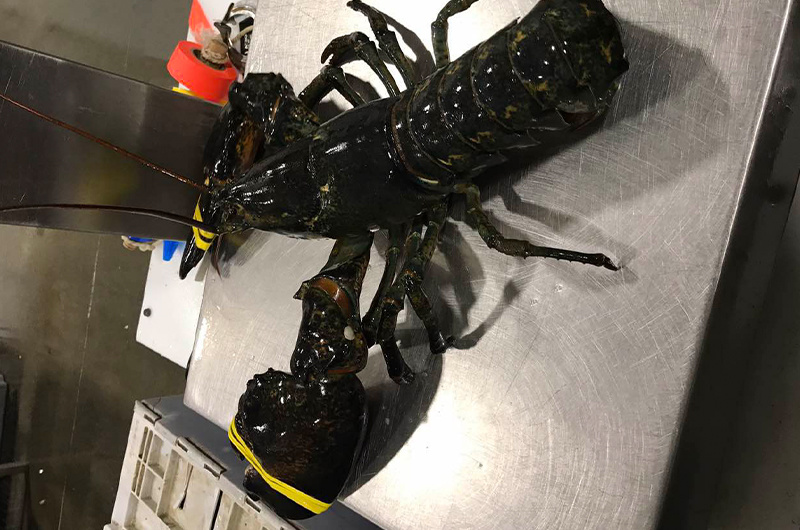 波士顿龙虾