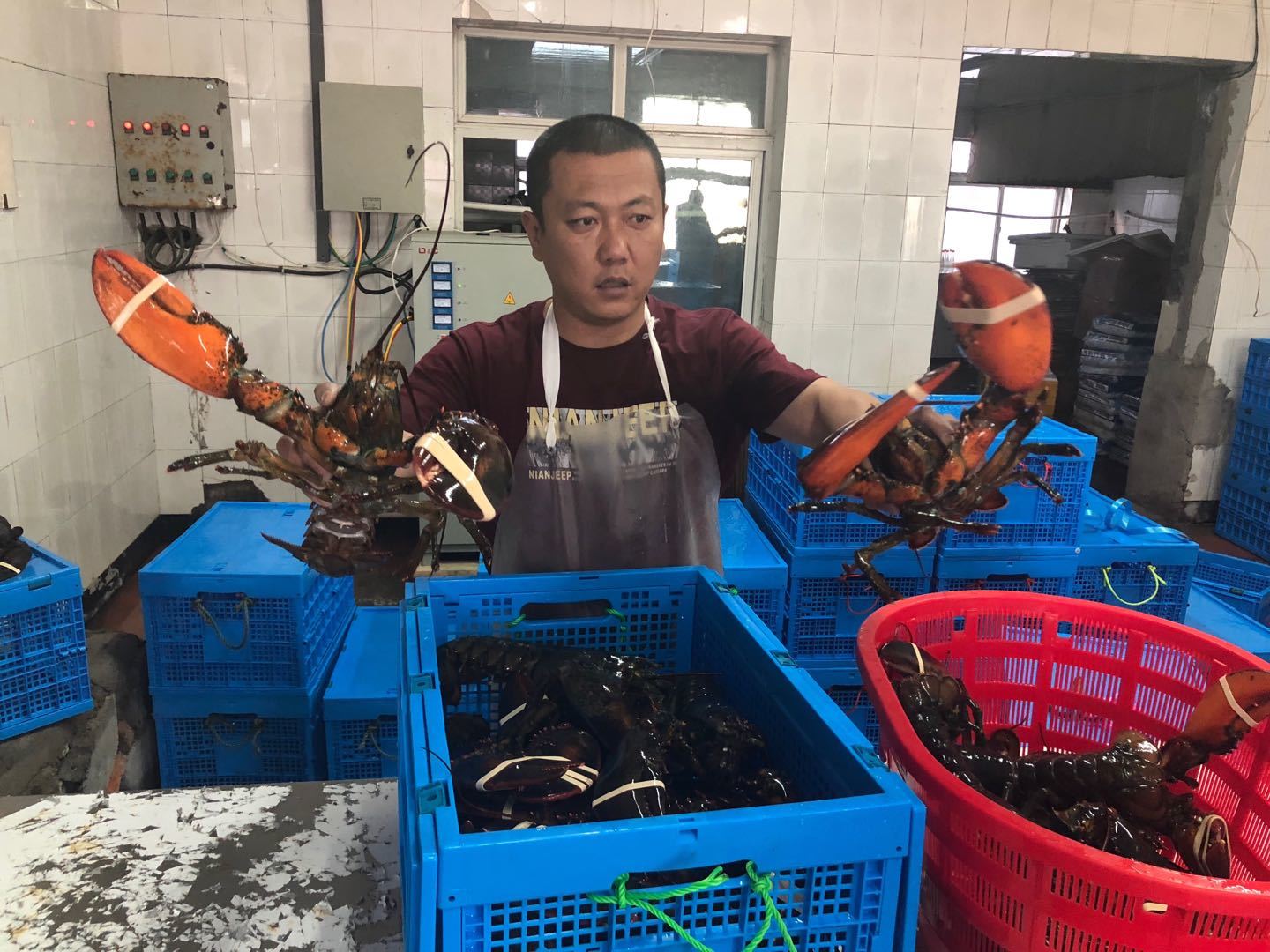 波士顿龙虾
